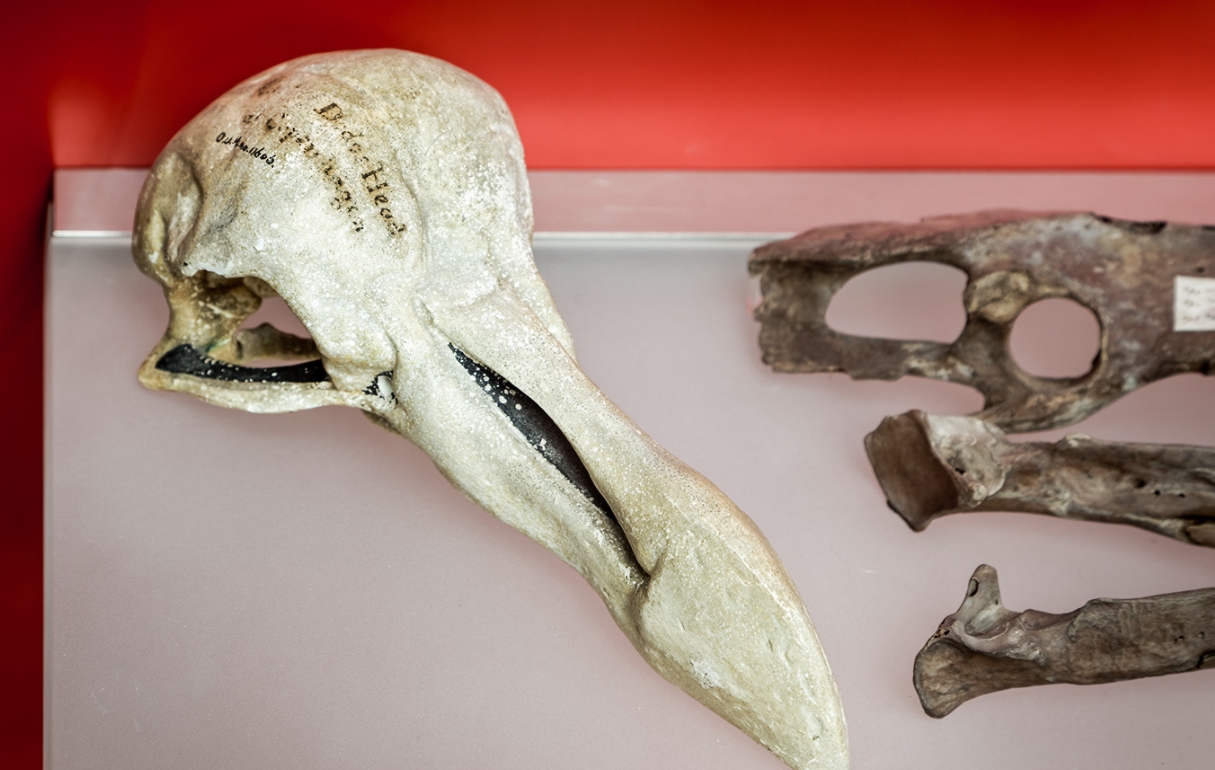  p>渡渡鸟( i>raphus cucullatus /i>):是鸽形目,鸠鸽科的一种已灭绝