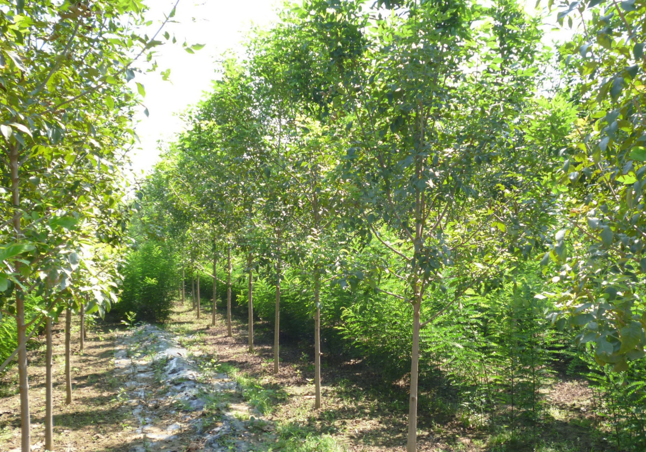 白蜡树（木犀科梣属植物）_百度百科