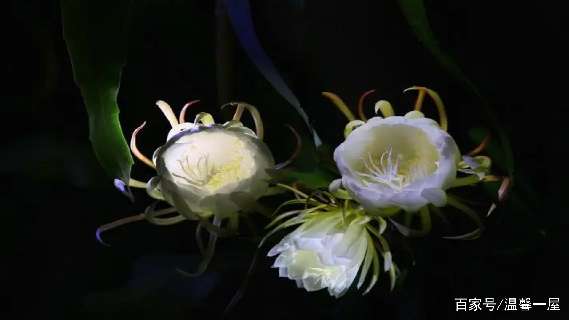 昙花的花语和寓意_百科TA说