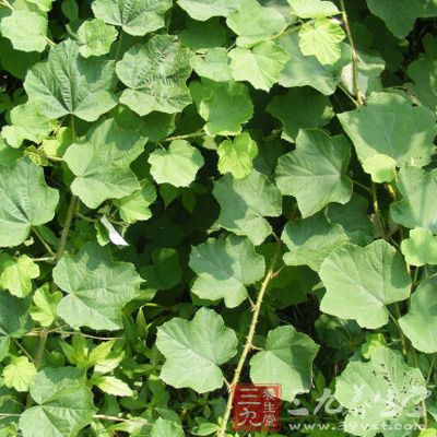  p>每当经行前后,或正值经潮时,发生吐血,衄血者,称为"倒经"或"逆经"