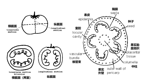 <p>番茄果实的解剖结构示意图