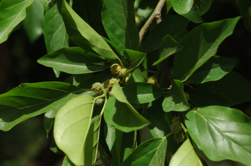 柘（桑科橙桑属植物）_百度百科