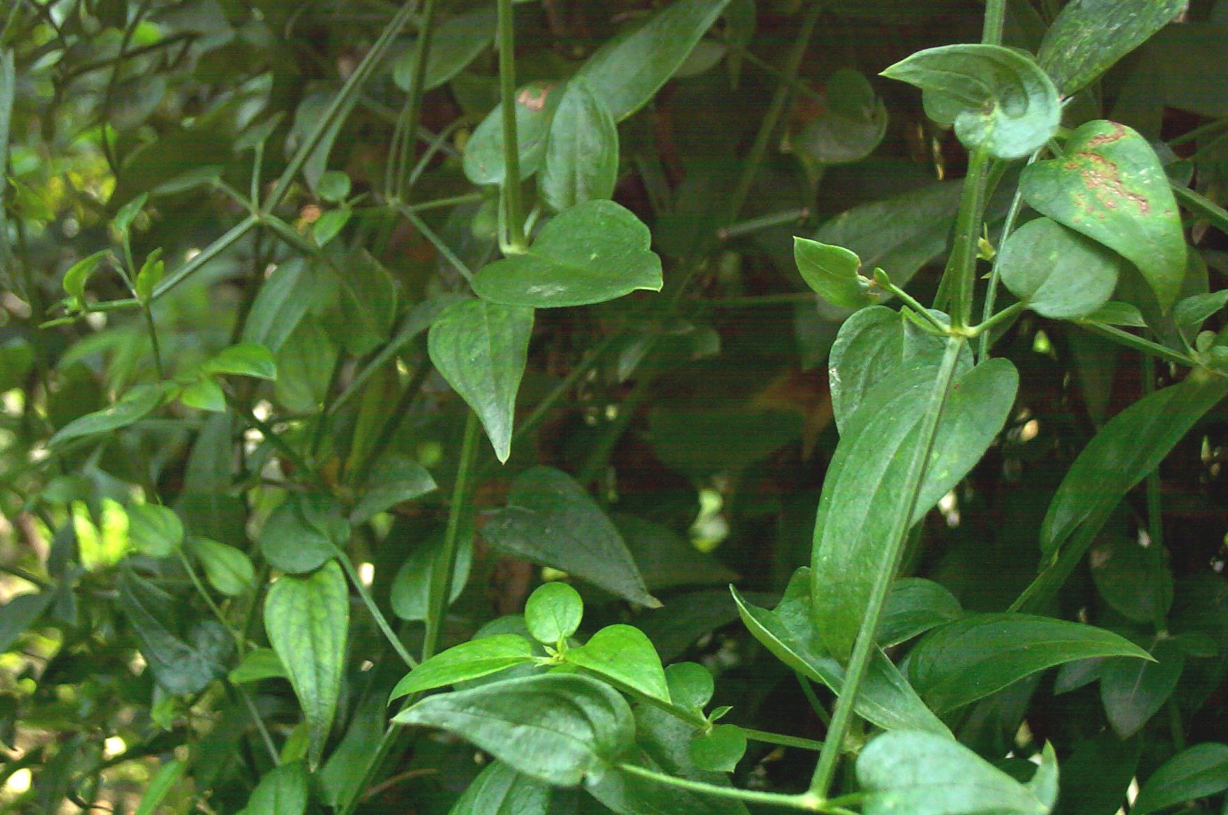 茜草根