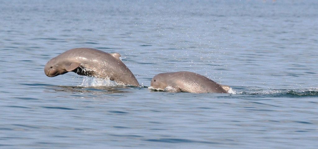 irrawaddy dolphin