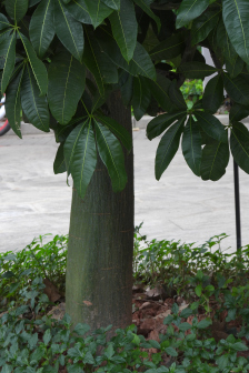光瓜栗_百度百科