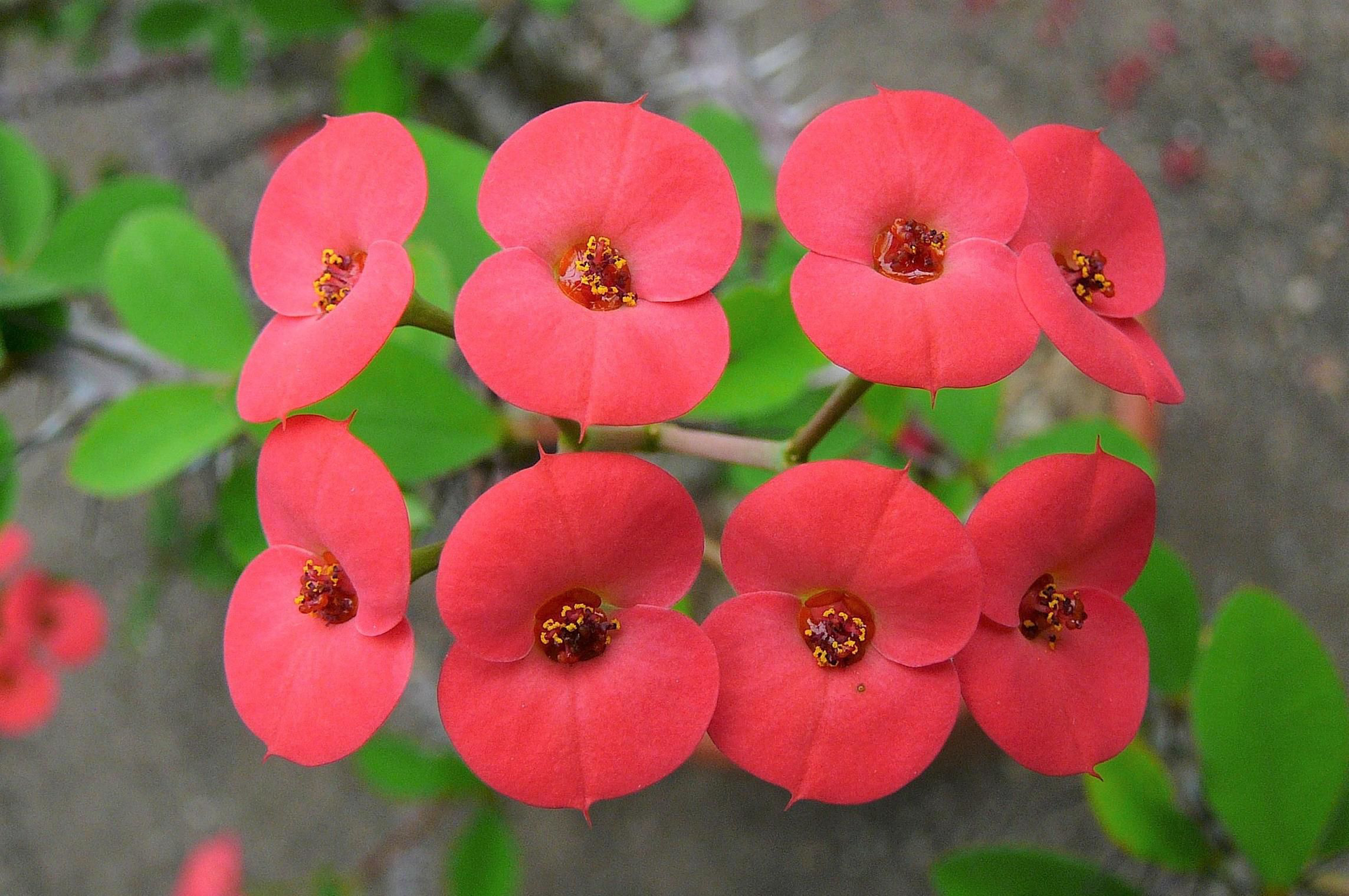 铁海棠(原变种)