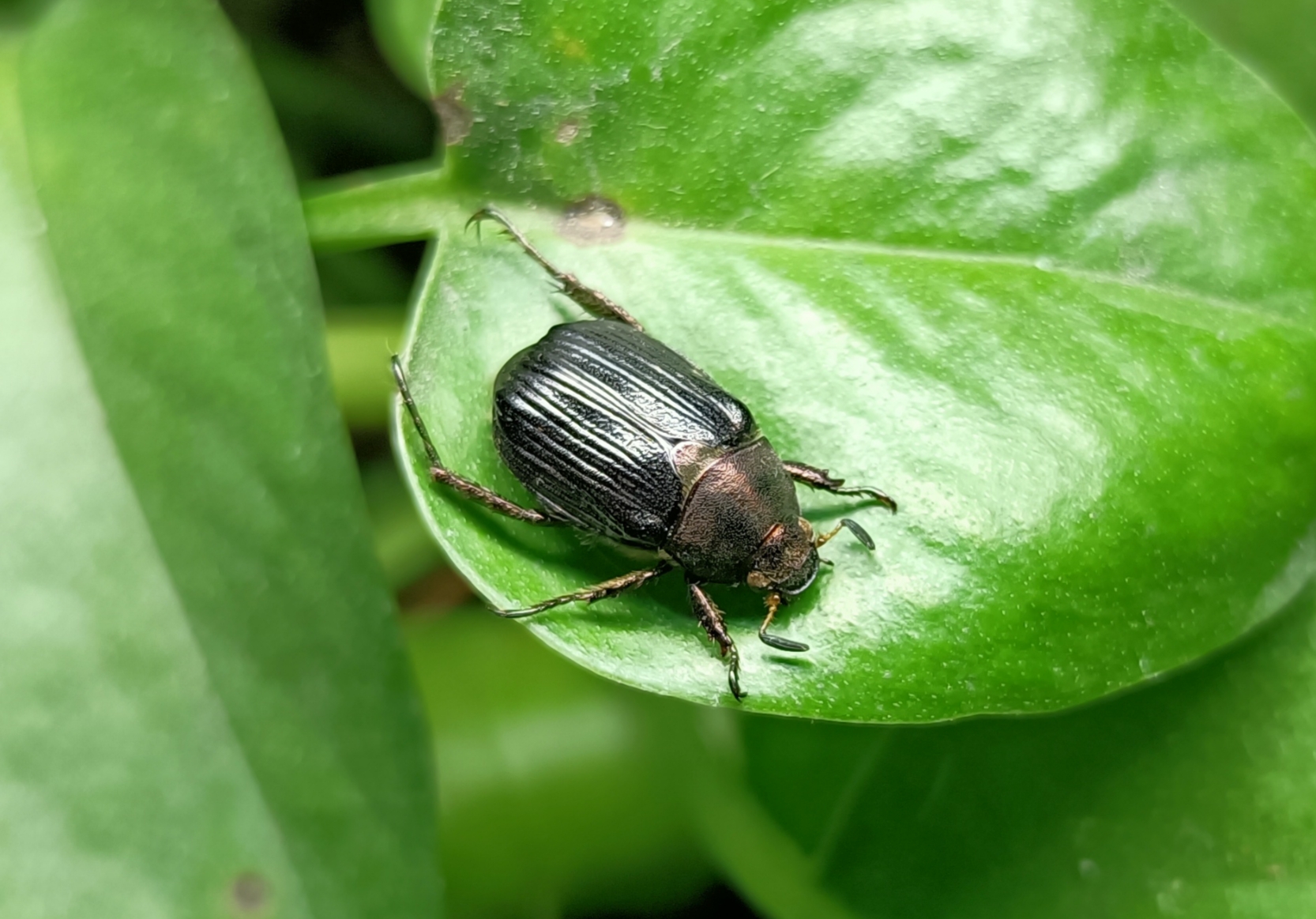 黄剑斌异丽金龟