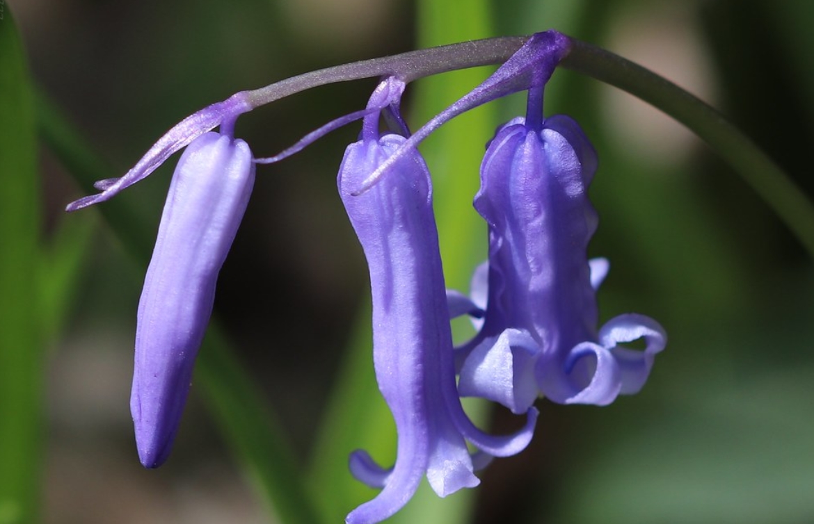  p>蓝铃花(学名: i>hyacinthoides non-scripta /i> (l.