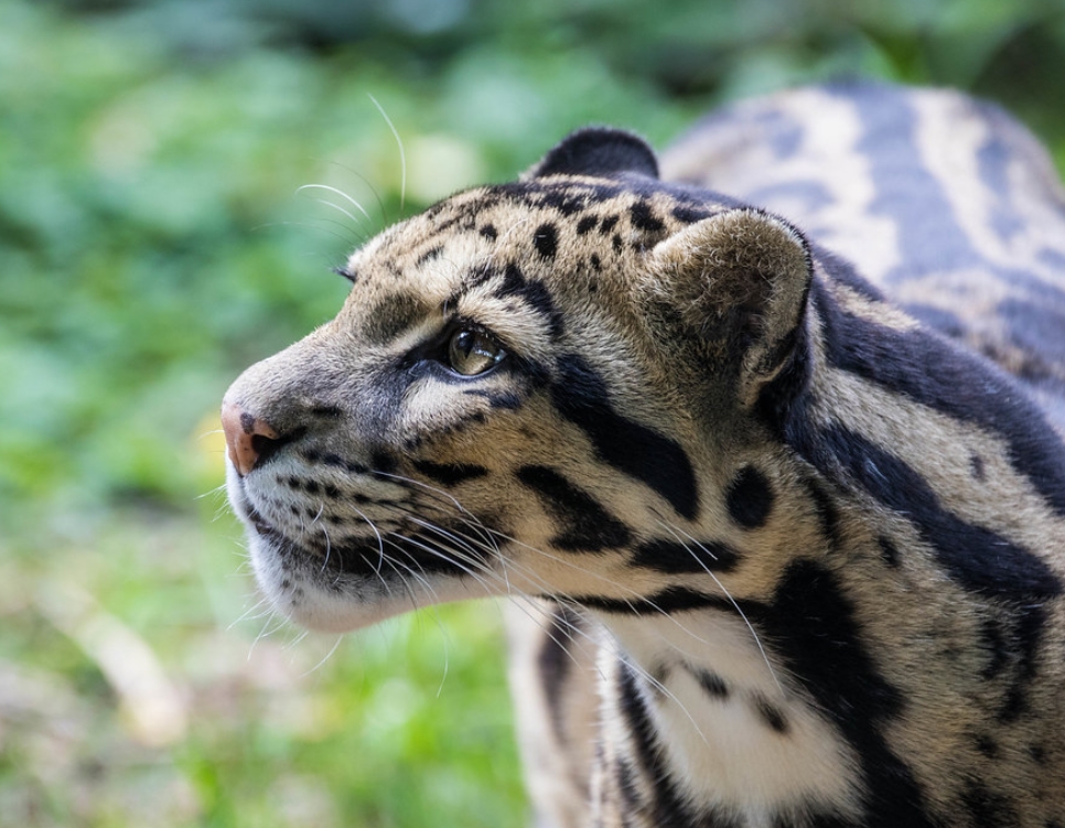  p data-id="gnt6vke8po">云豹( i>neofelis nebulosa /i>):猫科,云豹