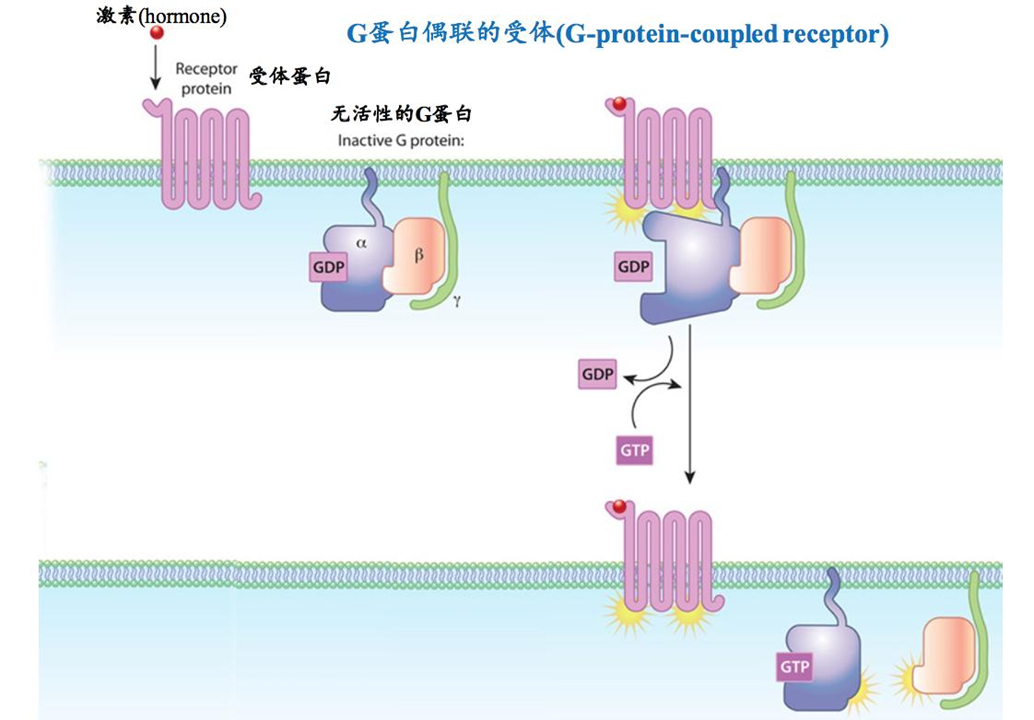 p data-id="gnatcuoqf7"> b>马丁·罗德贝尔 /b>(martin rodbell