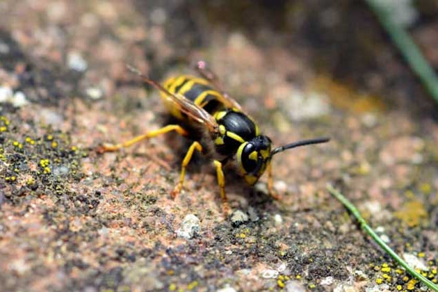 i olmi,1989)是 a target="_blank" href="/item/螯蜂科/2612477"