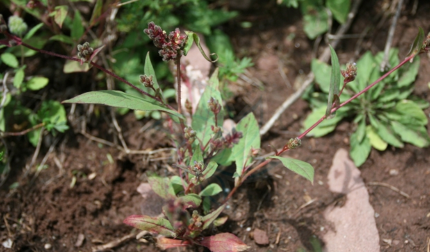  p data-id="go0ajf6kpw">鸡娃草属(学名:plum