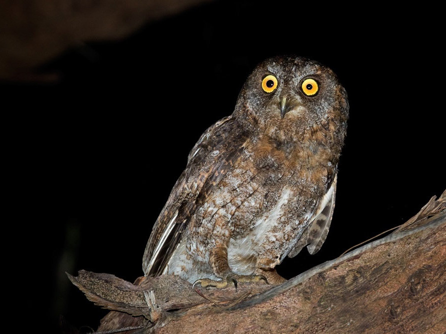 elegant scops-owl