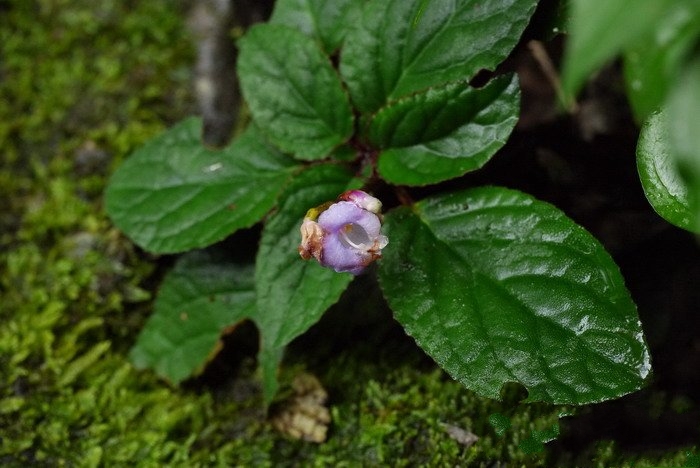  p>锈色蛛毛苣苔(学名: i>paraboea rufescens /i> (franch.) burtt.