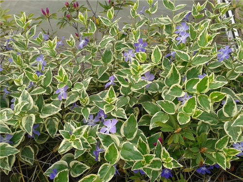 名字很长却很美的花叶蔓长春花 百科ta说