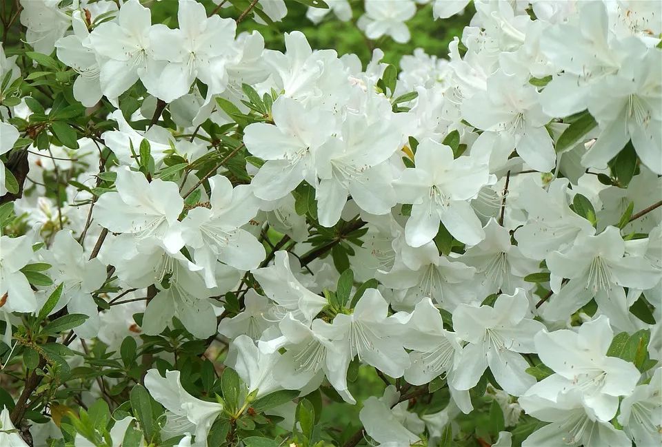  p data-id="gnwxwjzl15">白杜鹃,又名映山白,龙胚芽, a target="