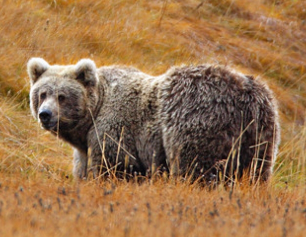  p>喜马拉雅棕熊(学名: i>ursus arctos isabellinus /i>):是熊科,熊