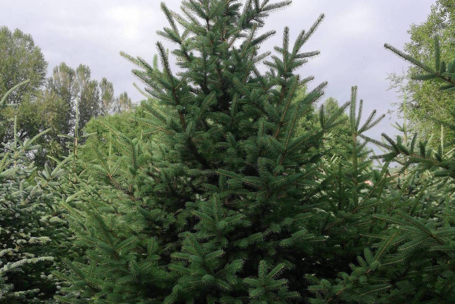 青海云杉无性系12