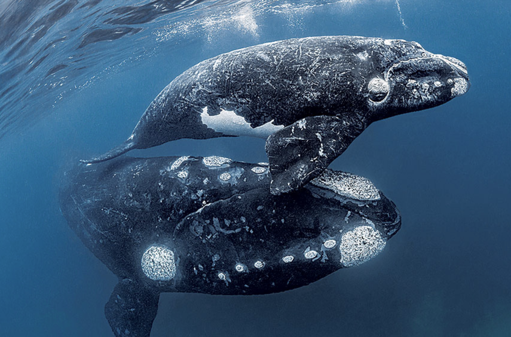  p>南露脊鲸(学名: i>eubalaena australis /i>)是露脊鲸科,露脊鲸属