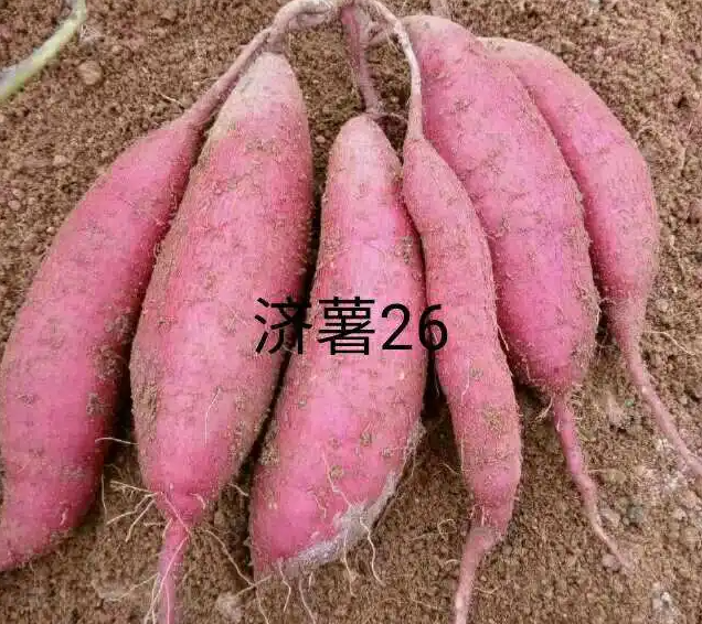 放任授粉而育成的优质高产食用型甘薯品种