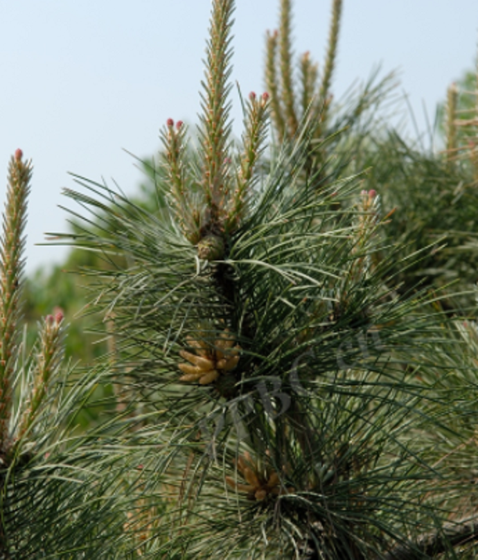 加勒比松粤优889号