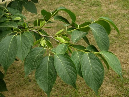 杜仲（杜仲科杜仲属植物）_百度百科