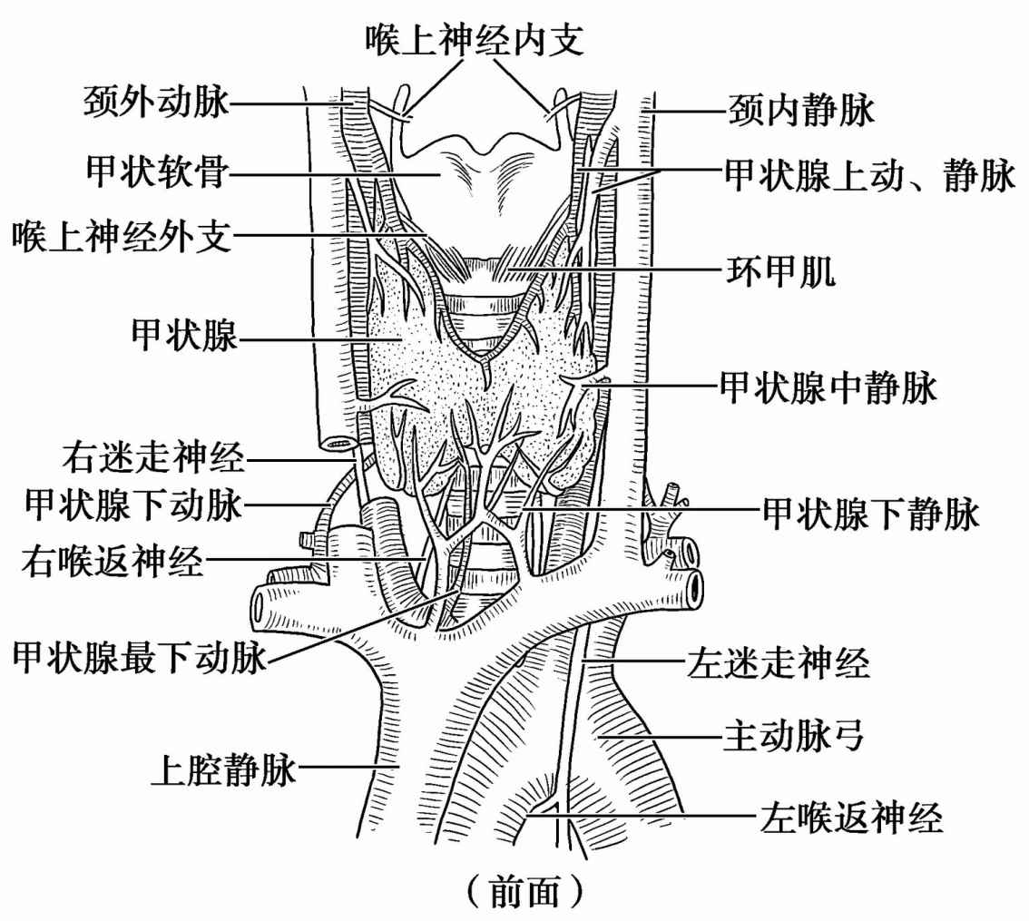 data-lemmaid="339363">脊椎动物 /a>非常重要的腺体,属于内分泌器官