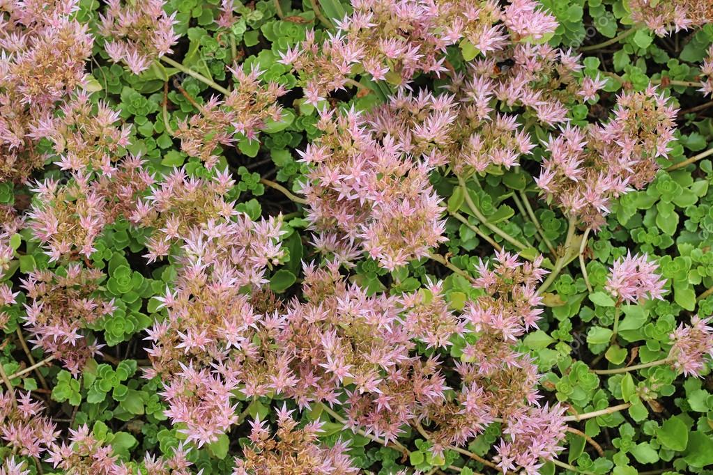 景天(景天植物)