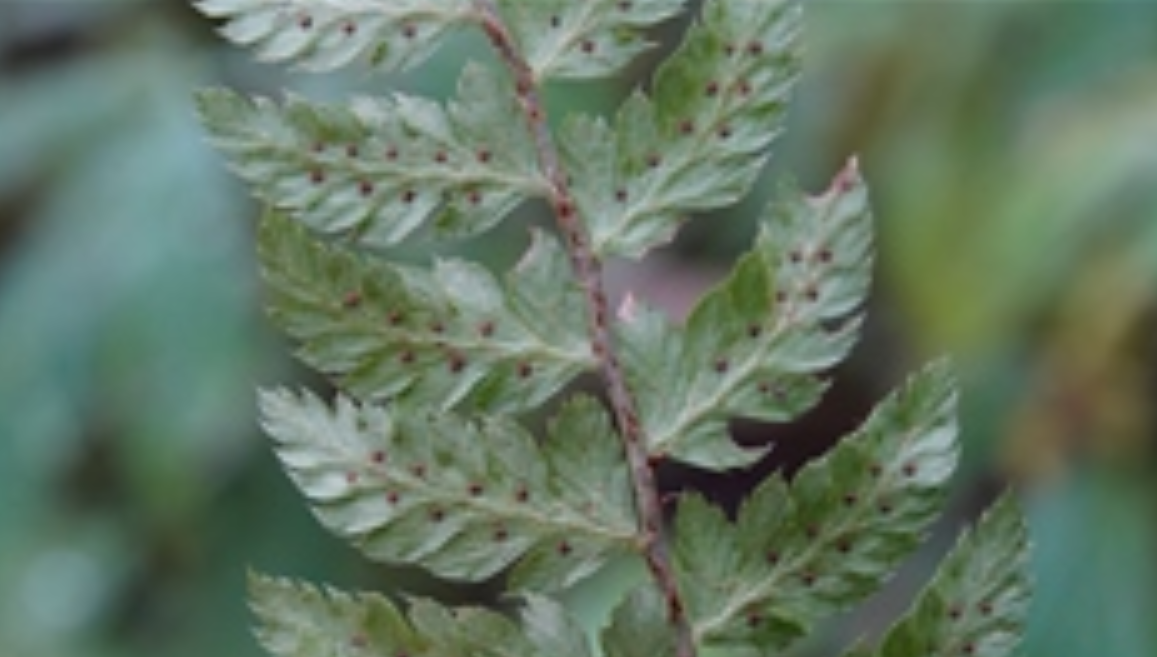  p>芒刺高山耳蕨(学名: i>polystichum prescottianum /i> (wall.