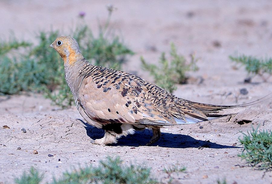  p>二斑沙鸡是一种沙鸡目的动物. /p>
