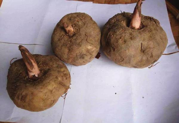  /p> p>镇巴花魔芋地下块茎扁圆形,表面光滑,宛如大个儿 a target="