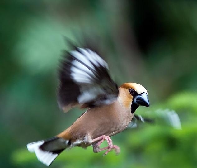  p>锡嘴雀(学名: i>coccothraustes coccothraustes /i>)雀科锡嘴雀属