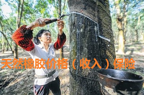 在海南全省范围内天然橡胶价格一旦低于一定标准,就会触发保险理赔