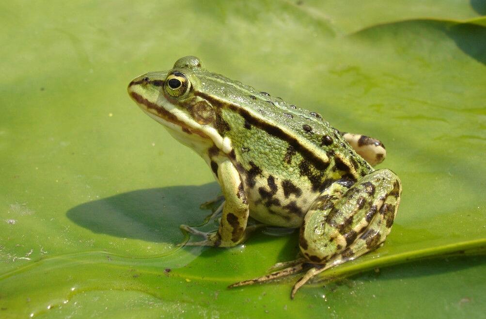  p>青蛙(frog)属于 a target="_blank" href="/item/脊索动物门