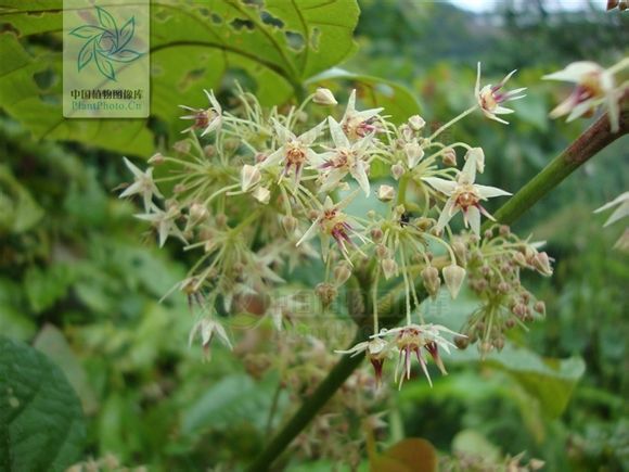  p>翅果藤属,是 a target="_blank" href="/item/萝藦科/2946939"