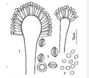  p>子囊果原基卷曲,散生于营养菌丝中;子囊果球形,光滑到被茸毛,无子