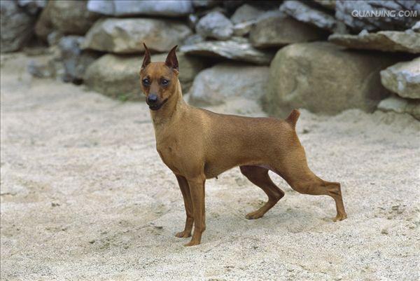  p>迷你杜宾犬起源于19世纪的 a href="#" data-lemmaid="147953">