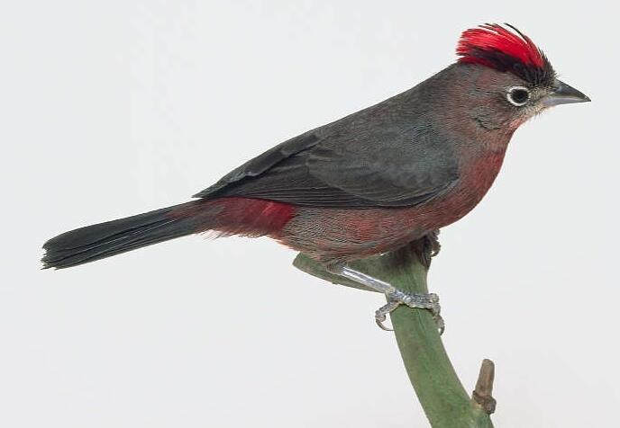  p>红冠雀是一种脊索动物门,雀形目类动物,属小型 a href="#" data