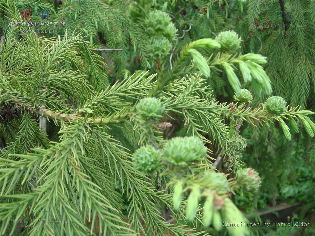  i>sinensis  /i>miquel),是柏科柳杉属常绿乔木.