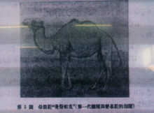 单峰驼与双峰驼的杂交