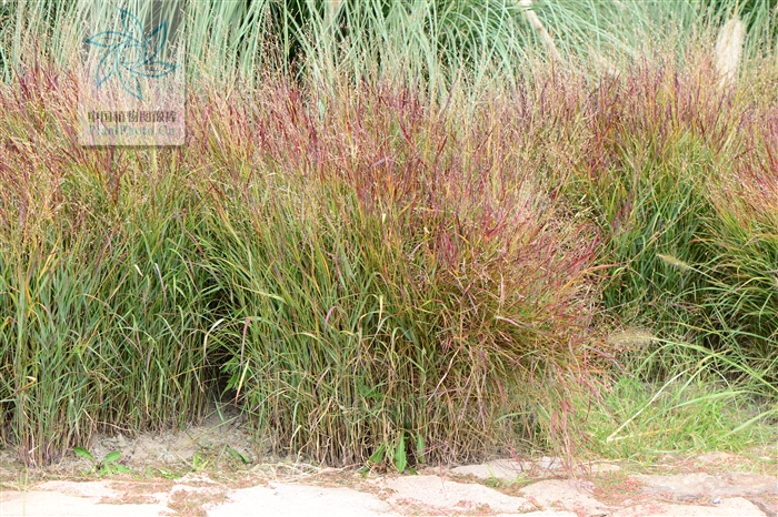  p>柳枝稷( i>panicum virgatum  /i>l i>. /i>)禾本科多年生草本.