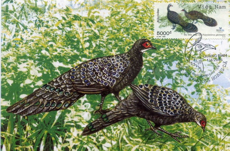  p>眼斑孔雀雉(polyplectron germaini),中等身形的雉.