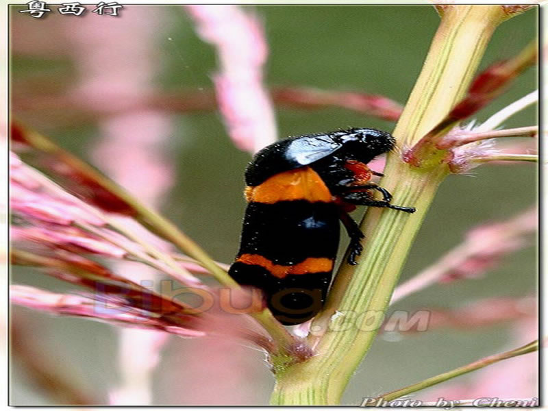  p>东方丽沫蝉(cosmoscarta heros)属同翅目,沫蝉科.