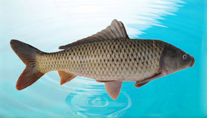 " data-lemmaid="2840997">黄河鲤鱼 /a>,属鱼纲鲤科鲤鱼属的鱼类