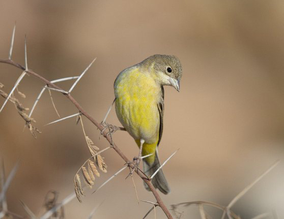  p>黑头鹀(学名: i>emberiza melanocephala /i>):是雀形目鹀科的 a