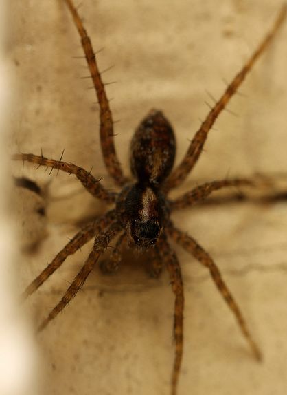  p>细腿豹蛛(学名:pardosa sp.