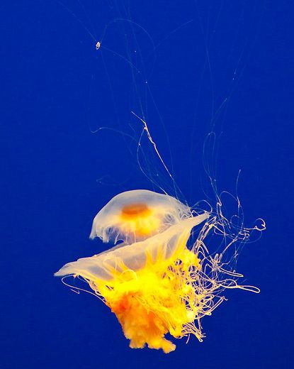  p>煎蛋水母(学名:phacellophora camtschatica)是钵水母纲的海洋生物