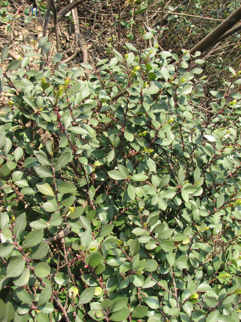 为紫金牛科铁仔属植物铁仔 i>myrsine africana /i> linn.的根或枝叶.