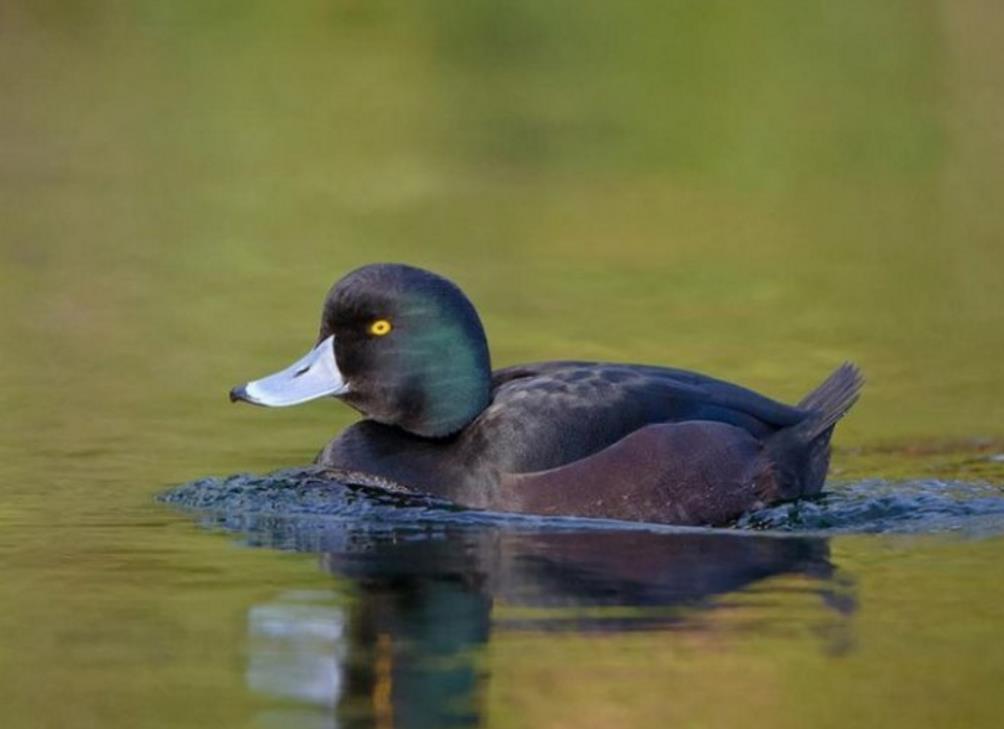 深水 a href="#" data-lemmaid="278334">鸟类 /a>,善于收拢翅膀潜水