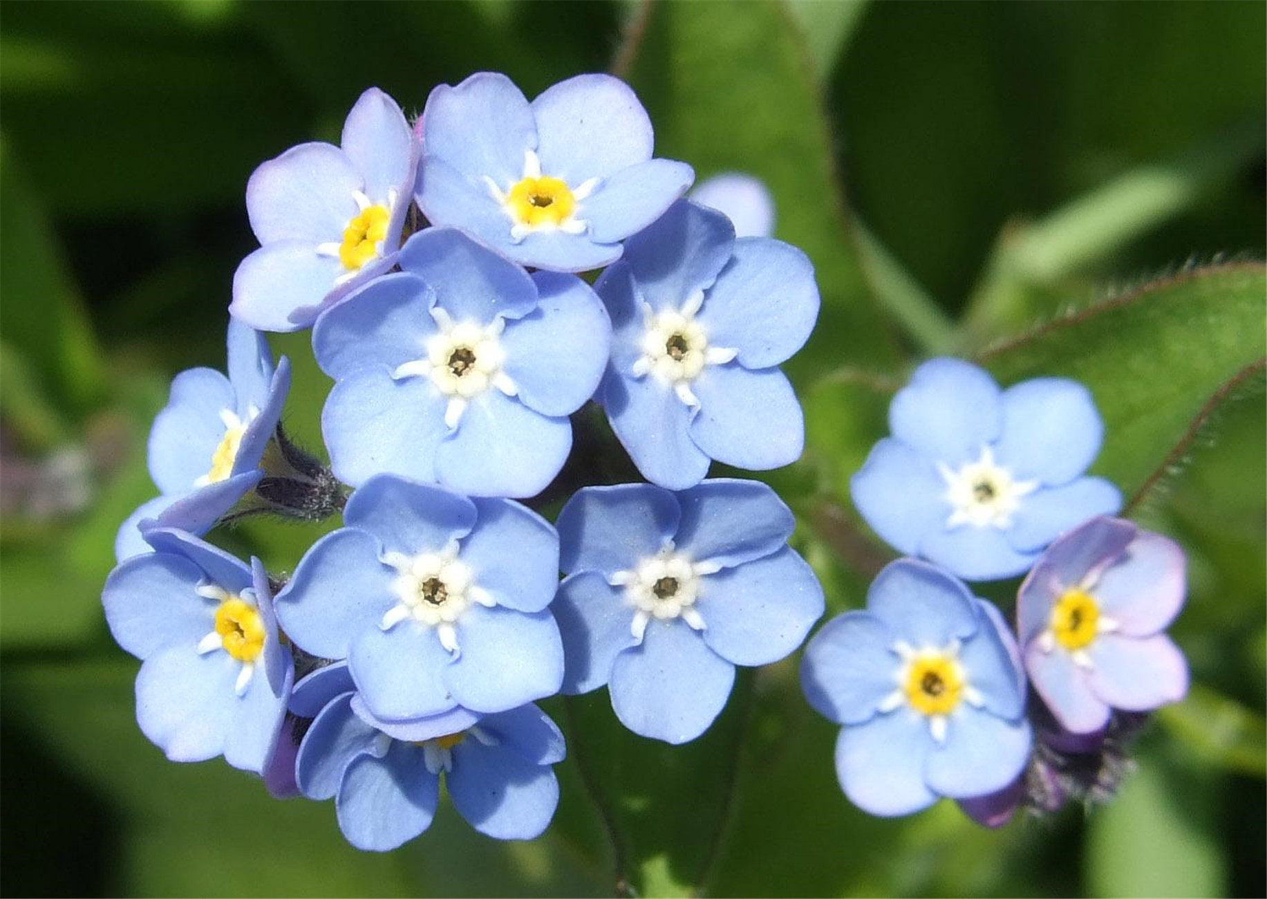  p>勿忘草(学名: i>myosotis silvatica /i> ehrh. ex hoffm.